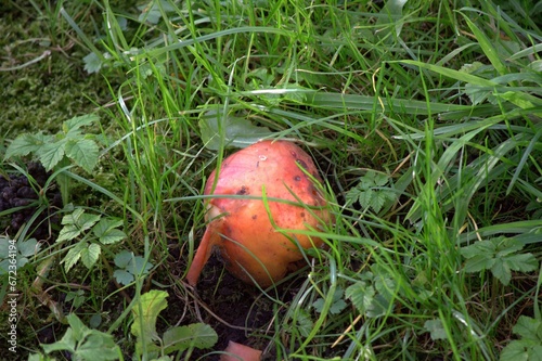 dirty apple in grass in autumn