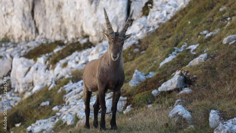Young Male of Alpine Capra Ibex trying to show who is in Charge in his natural Environment of Kriski Podi in Slovene Julian Alps - Triglav National Park. Young Male of Alpine Capra Ibex trying to show who is in Charge in his natural Environment of Kriski Podi in Slovene Julian Alps - Triglav National Park.