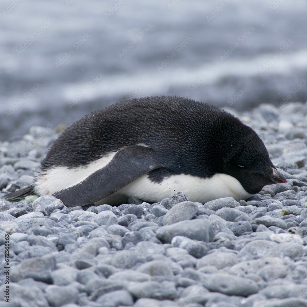 Fototapeta premium Cute, Antarctic penguin perched on the jagged rocks at a beach shoreline