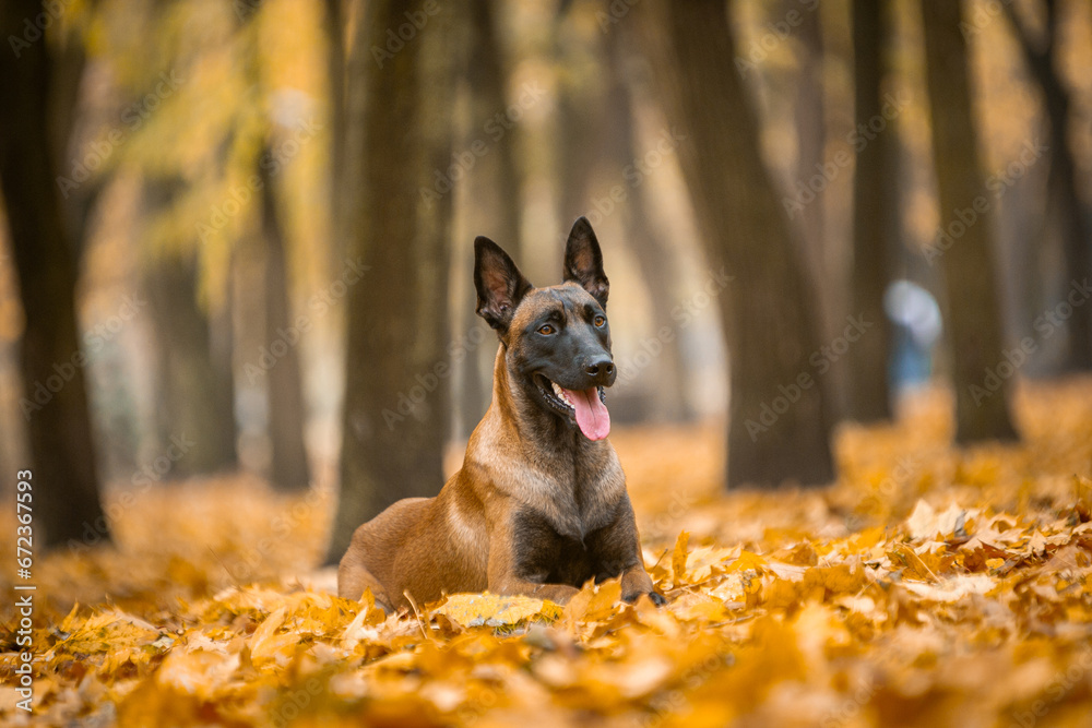 beautiful malinois in autumn park with yellow leaves
