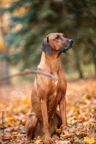 Ridgeback dog in the autumn park