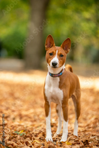 Basenji dog in autumn park