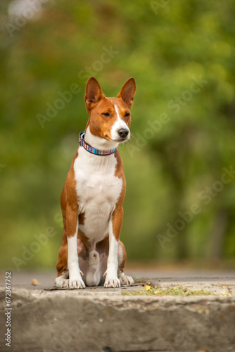 Basenji dog in autumn park