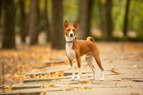 Basenji dog in autumn park