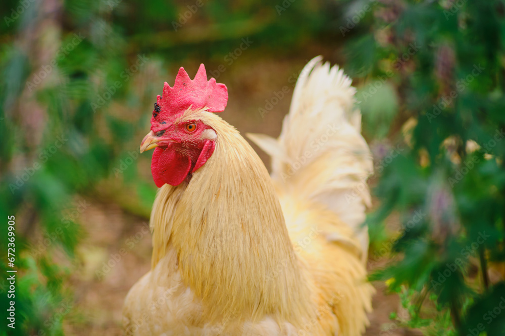 The brown rooster, a domestic fowl, proudly roams the farm, its beak glistening in the sunlight