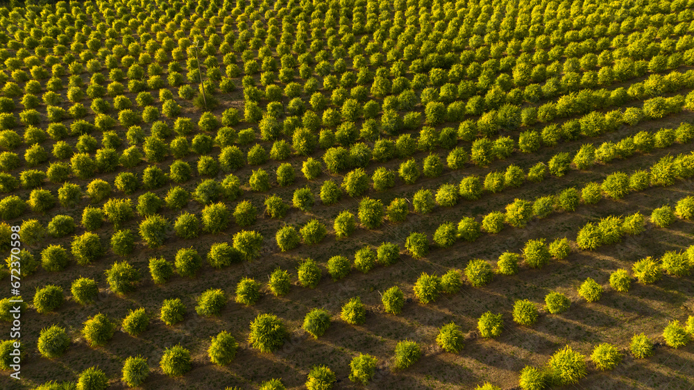 custom made wallpaper toronto digitalAerial view of cultivated plants in rows in the Tuscan hills, Italy. Ideal as a background or texture.