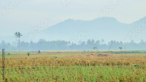 The dewy and misty morning atmosphere of the yellowing rice fields of rural Jember Indonesia with residents riding motorcycles through the hilly scenery in the background