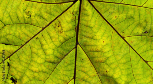 close-up detail of green leaf texture 