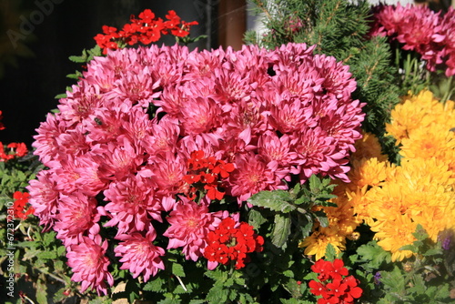 Blumen in prächtiger Farbe