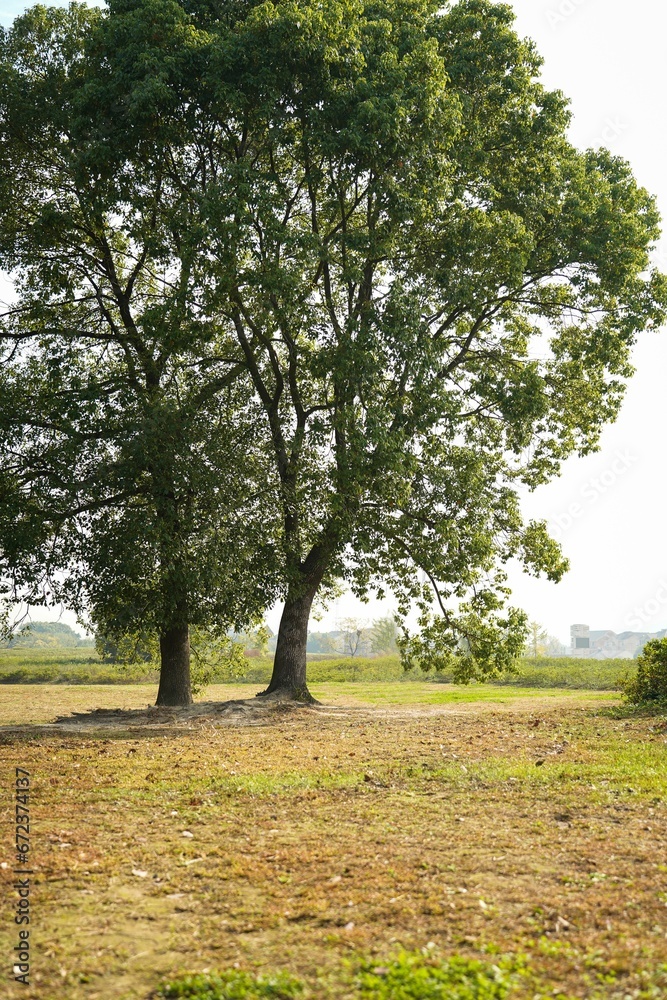 a country landscape featuring a couple of trees