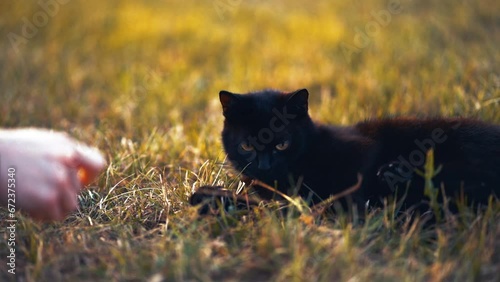 Black cat - yellow eyes - playing in slow motion.