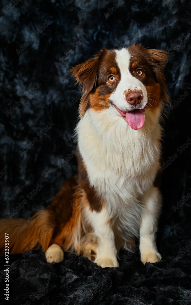 Adorable Australian Shepherd dog sitting against a plain black backdrop, with a friendly expression