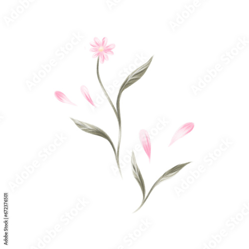 Beautiful and elegant pink flower isolated in a transparent background. 