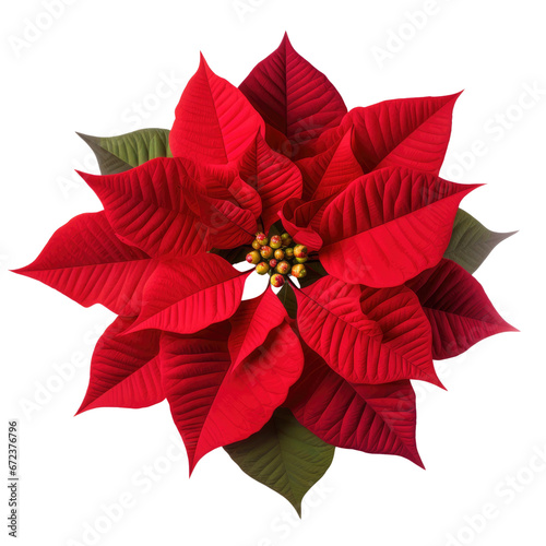 poinsettia flower isolated on transparent background