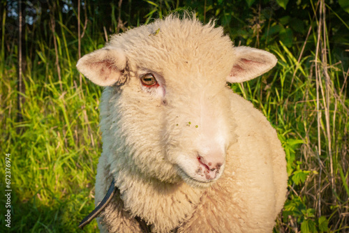 Baranek pasący się na łące | Lamb grazing in the grassland #672376974