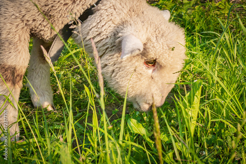 Baranek pasący się na łące | Lamb grazing in the grassland #672377101