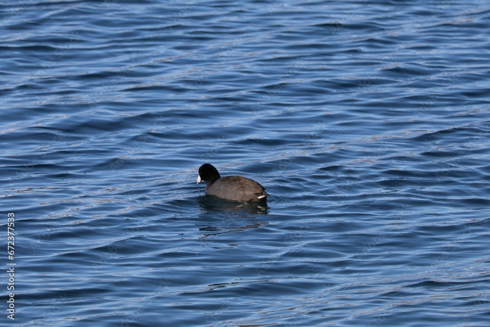 Shot of An American Coot on Lake Ontario Shot of An American Coot on Lake Ontario