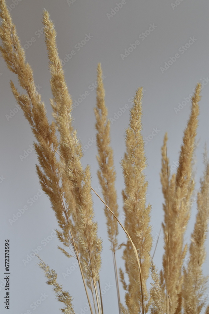 Fototapeta premium Dried Golden Grass Against a Soft Background