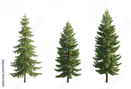 Set of spruce picea abies and pungens colorado blue big tall green fir evergreen pinaceae needled tree isolated png big tall on a transparent background perfectly cutout
 photo