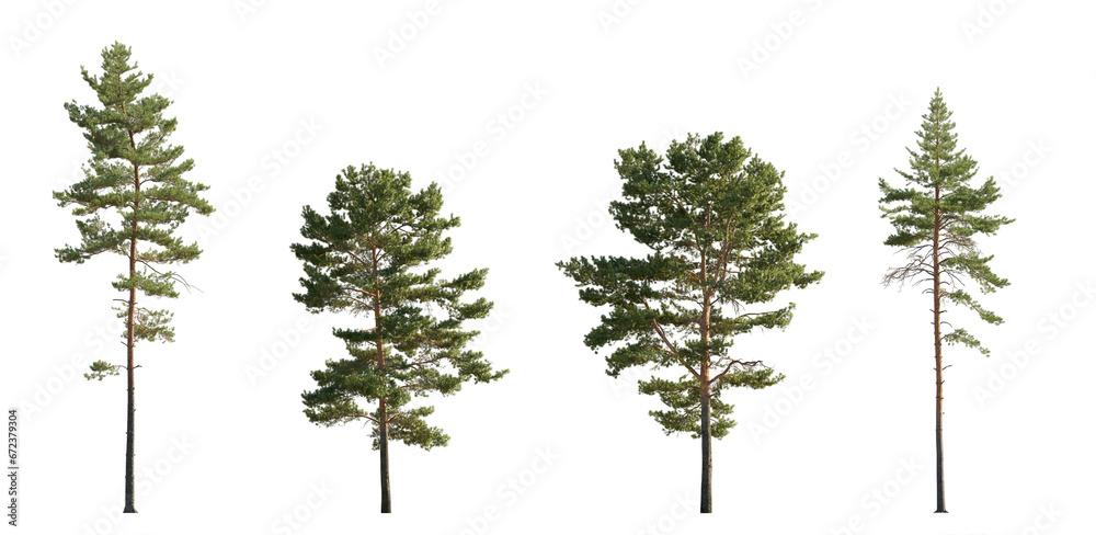 Set of Pinus sylvestris Scotch pine spruce big tall tree isolated png on a transparent background perfectly cutout Pine Pinaceae pine Baltic Pine fir - obrazy, fototapety, plakaty 