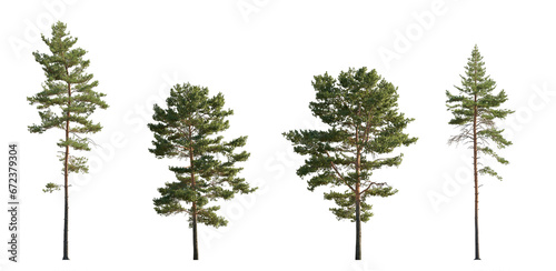 Set of Pinus sylvestris Scotch pine spruce big tall tree isolated png on a transparent background perfectly cutout Pine Pinaceae pine Baltic Pine fir photo