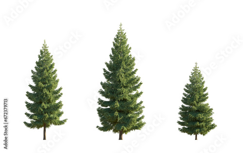 Set of spruce picea abies and pungens colorado blue green fir evergreen pinaceae needled tree isolated png medium and small  on a transparent background perfectly cutout 