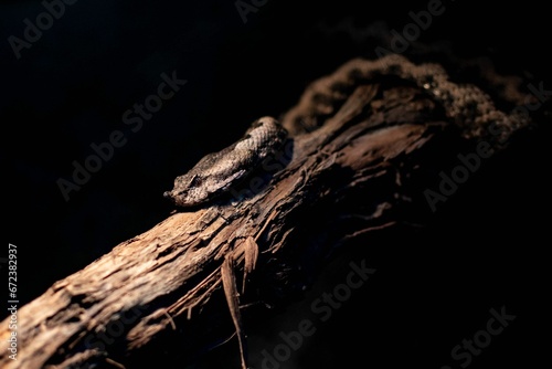 Craspedocephalus puniceus snake a wooden stick on an isolated black background photo