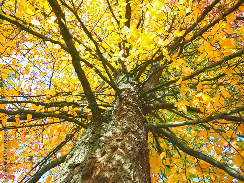 Colours of autumn fall - beautiful black Tupelo tree in front of blue sky photo