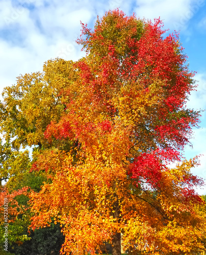 Colours of autumn fall - beautiful black Tupelo tree in front of blue sky photo