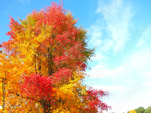 Colours of autumn fall - beautiful black Tupelo tree in front of blue sky photo