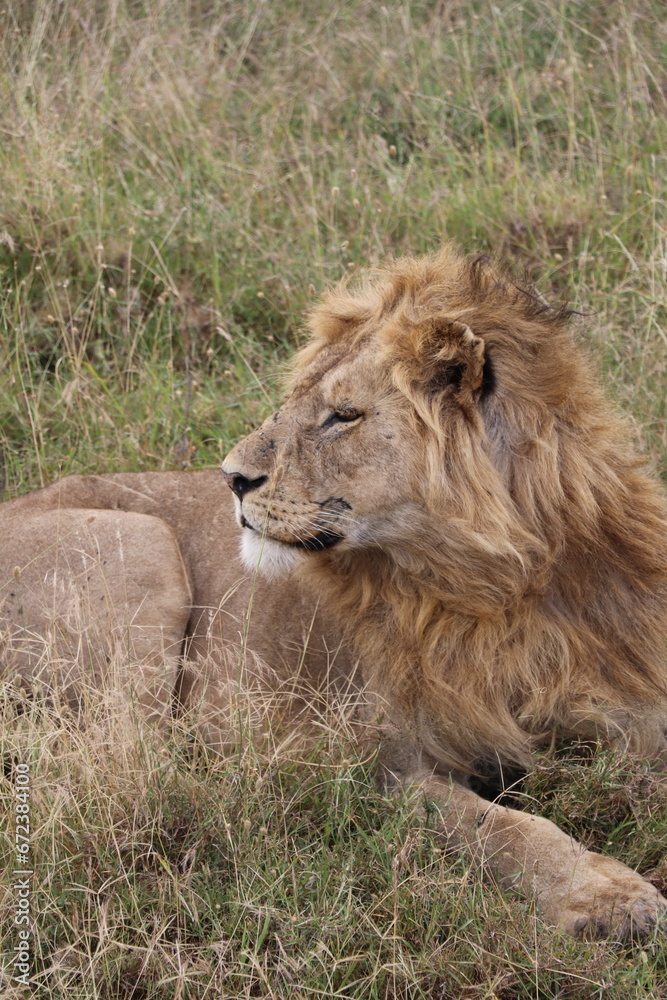 Lion de profil en Tanzanie - Serengeti