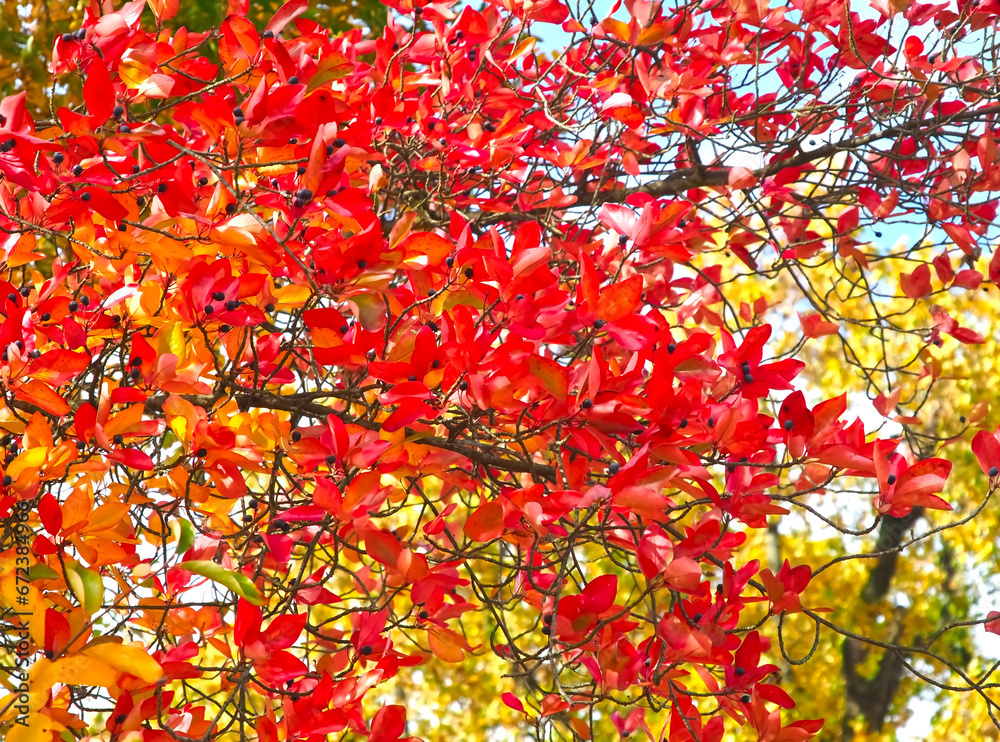 Colours of autumn fall - beautiful black Tupelo tree in front of blue sky