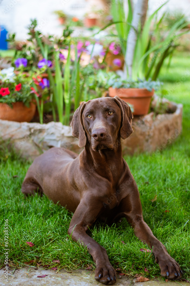 german braco lying on grass