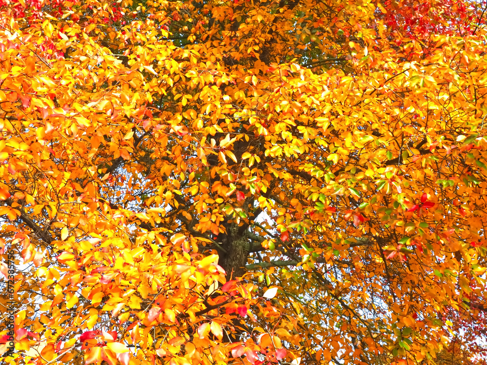 Colours of autumn fall - beautiful black Tupelo tree in front of blue sky Colours of autumn fall - beautiful black Tupelo tree in front of blue sky