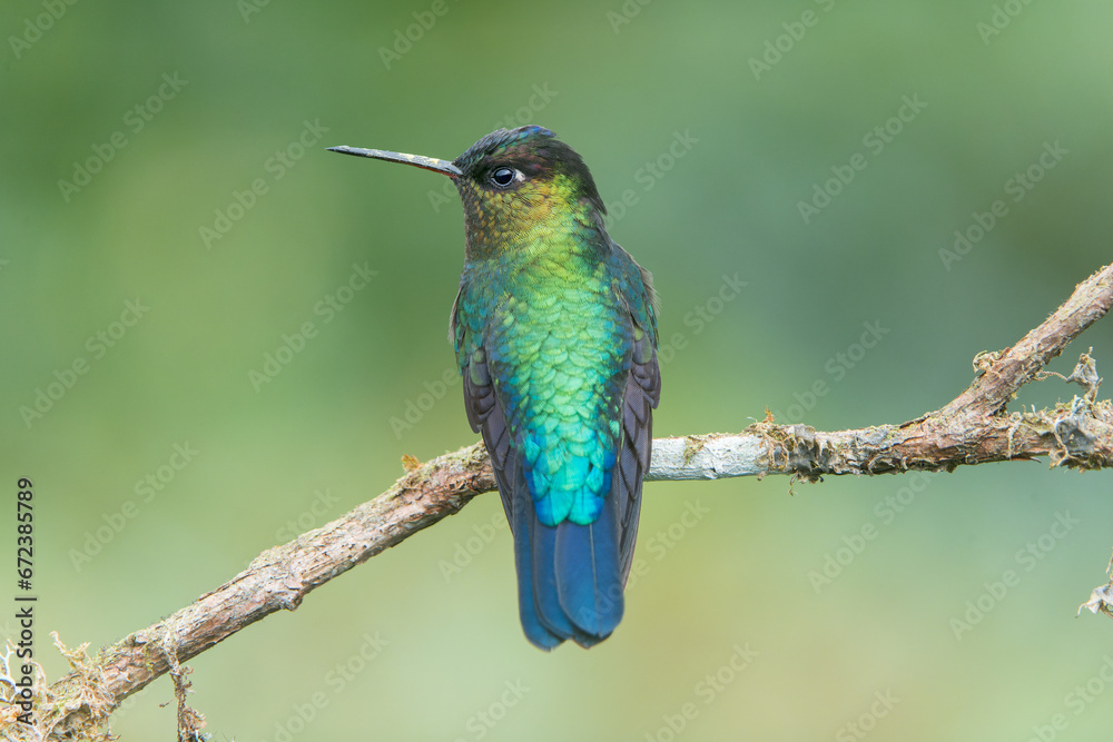 Colorful endemic Fiery-throated Hummingbird (Panterpe insignis) in Costa Rica