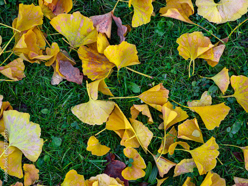 autumn leaves on the ground