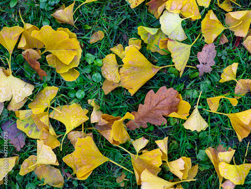 autumn leaves on the ground