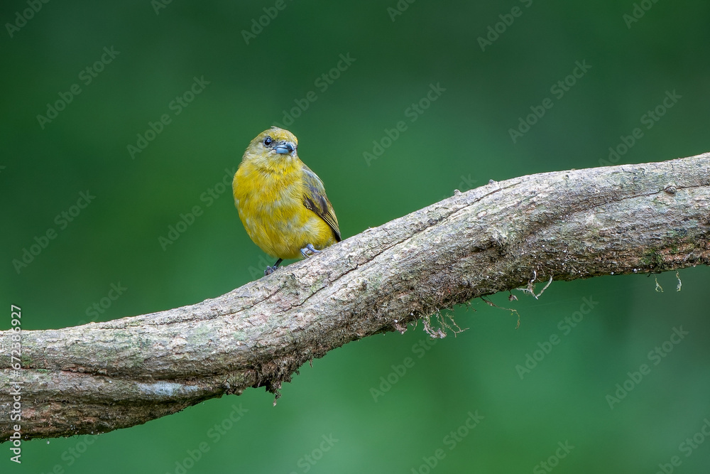 Female Yellow-crowned Euphonia (Euphonia luteicapilla) in Costa Rica Female Yellow-crowned Euphonia (Euphonia luteicapilla) in Costa Rica