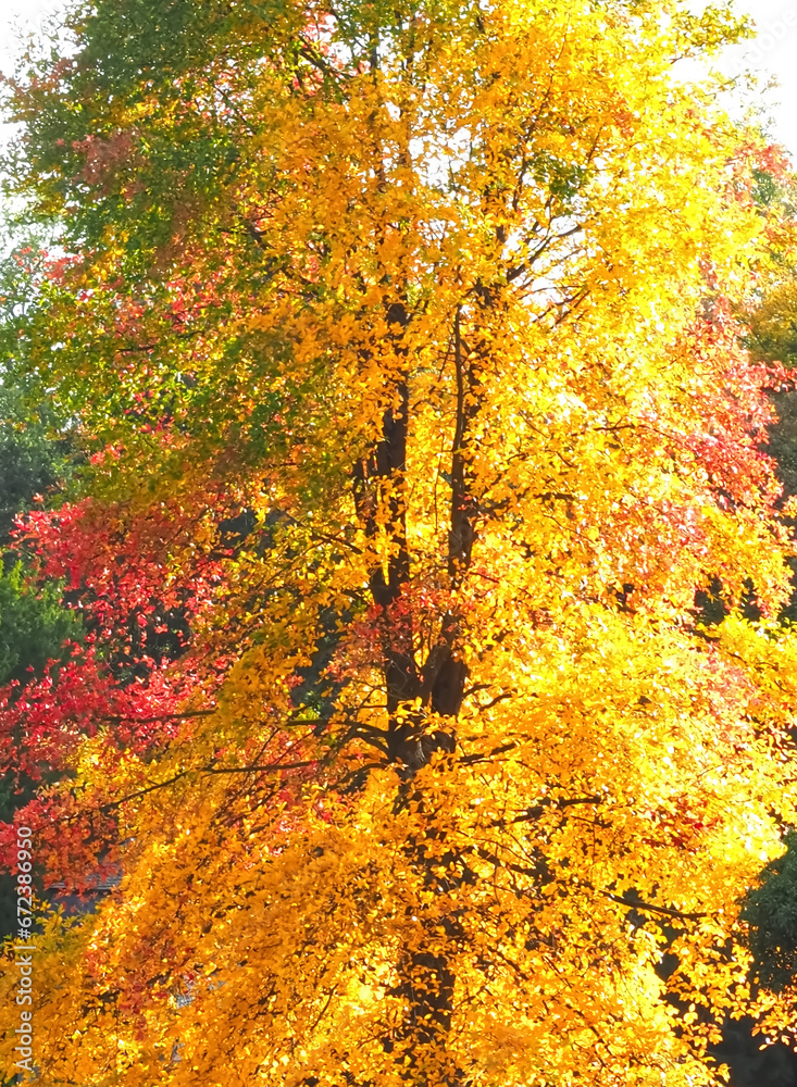 Colours of autumn fall - beautiful black Tupelo tree in front of blue sky Colours of autumn fall - beautiful black Tupelo tree in front of blue sky