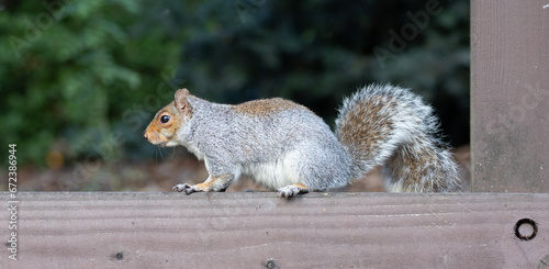 squirrel in the park