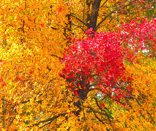 Colours of autumn fall - beautiful black Tupelo tree in front of blue sky photo