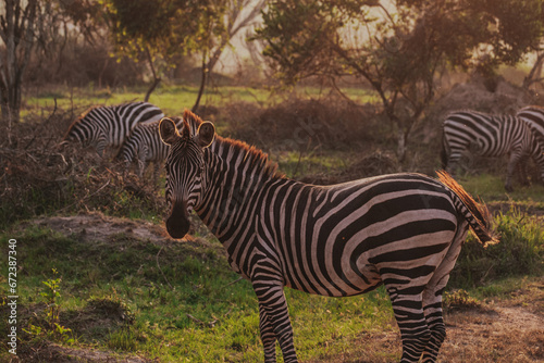 Plain zebra during sunset  Mburo national park in Uganda  Africa 