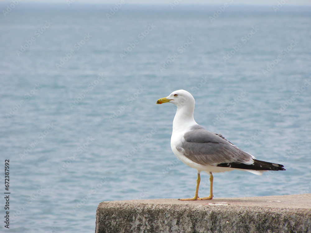 Fototapeta premium seagull on the pier