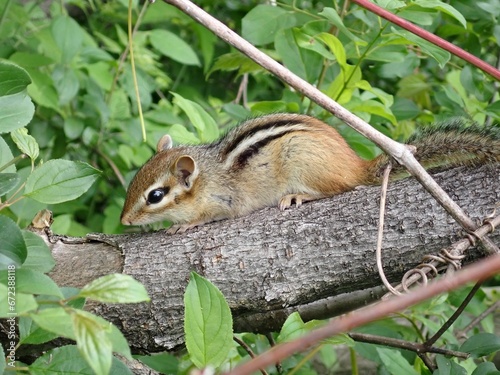 Small gray-collared chipmunk (Neotamias cinereicollis) perched on a tree log photo