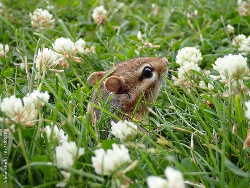 Small gray-collared chipmunk (Neotamias cinereicollis) in a field of bright blooming flowers photo