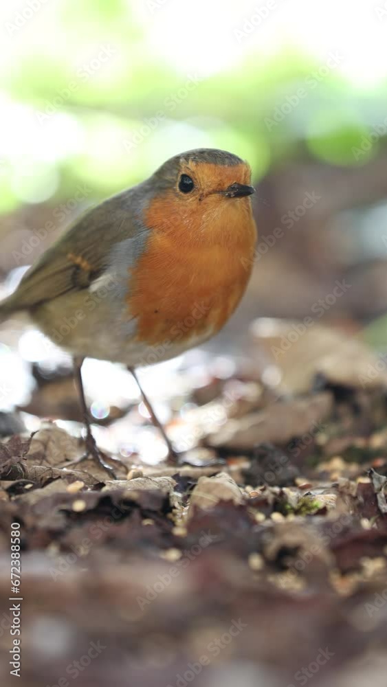 The European robin - Erithacus Rubecula on Autumn ground close up