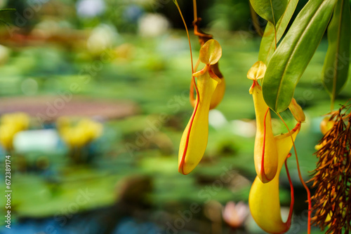 Nepenthes tropical carnivore plant, natural background