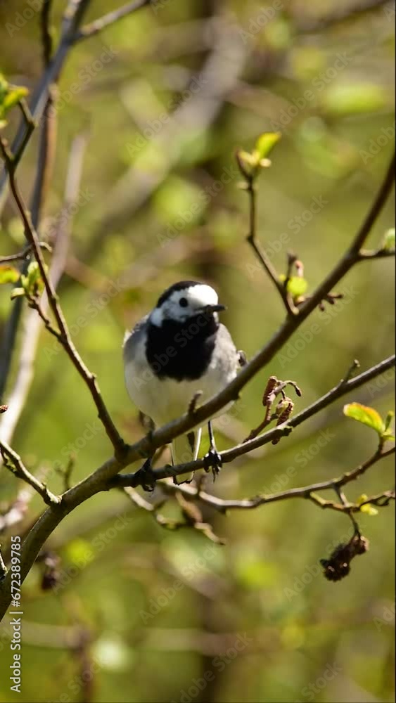 Vertical shot of small bird perched on branch and taking off Vertical shot of small bird perched on branch and taking off