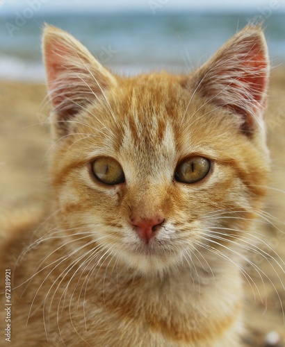 Wallpaper Mural Cat on the beach Torontodigital.ca