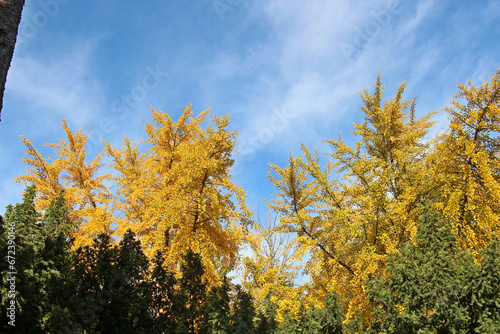 Fototapeta Naklejka Na Ścianę i Meble -  bright autumn colors